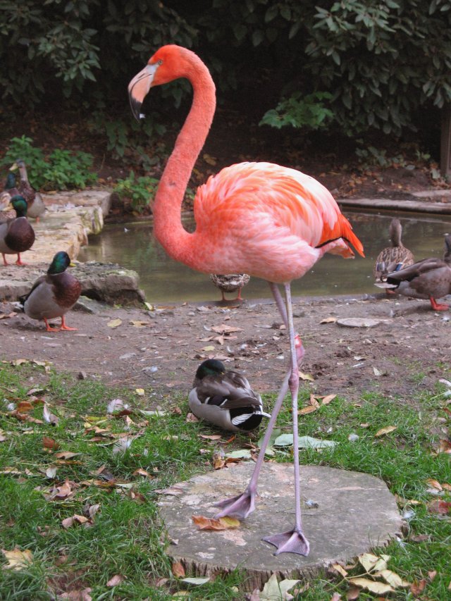 10-09-columbus-flamingo