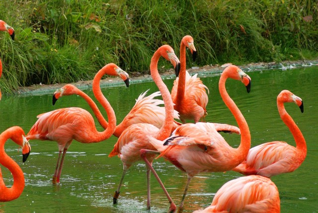 Caribbean_flamingo